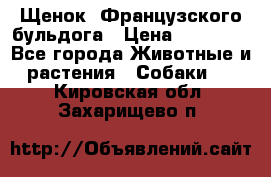 Щенок  Французского бульдога › Цена ­ 35 000 - Все города Животные и растения » Собаки   . Кировская обл.,Захарищево п.